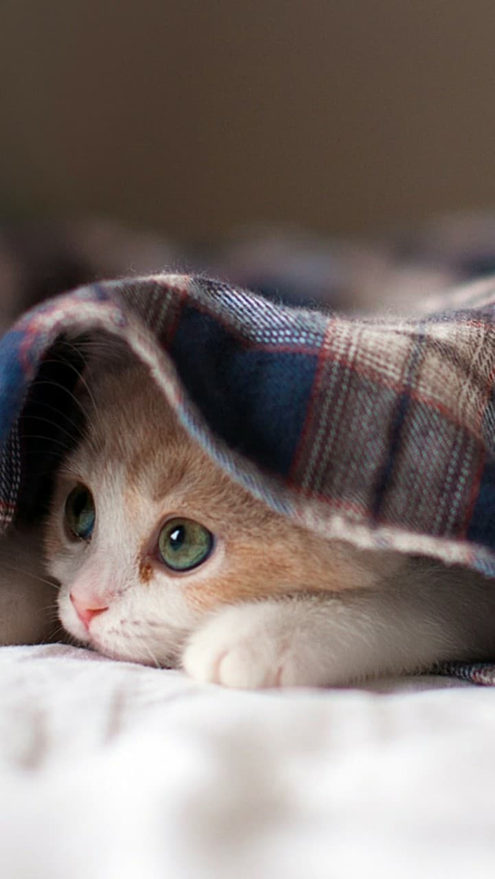 котик