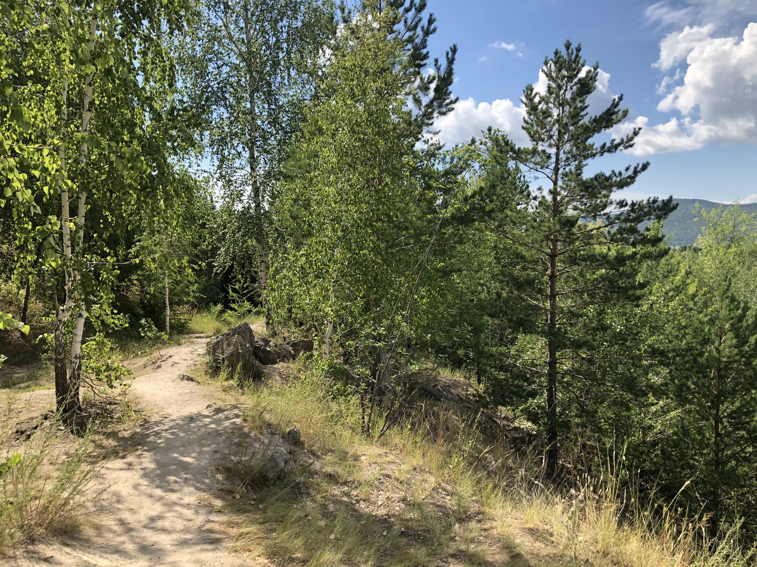 Cute path in the forest.