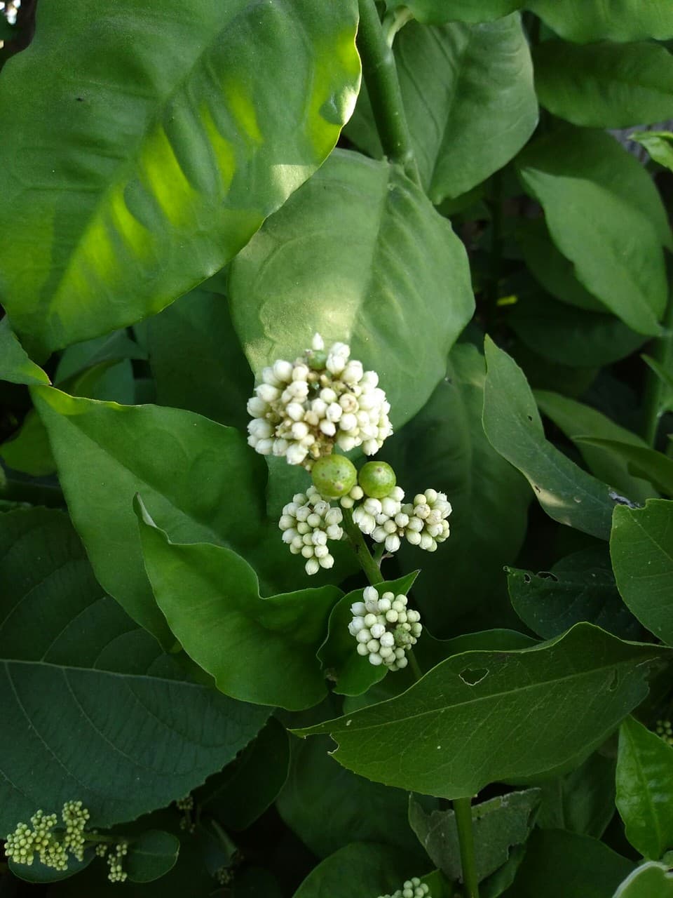 tiny white flowers