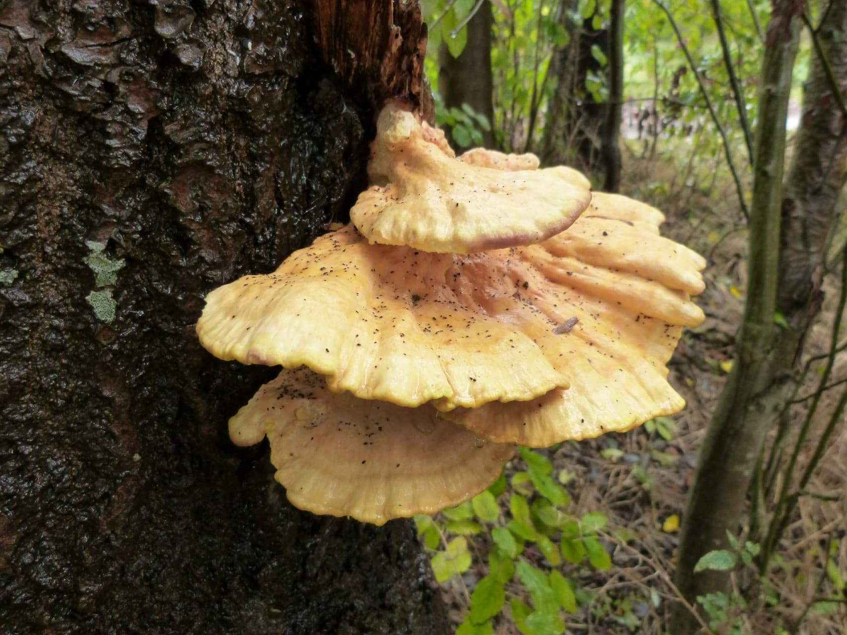 Pilz