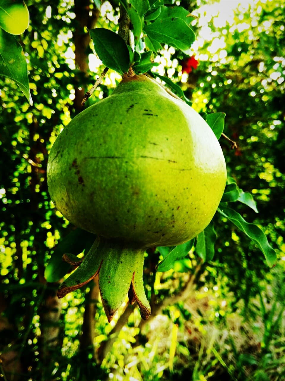 Nature Zabol