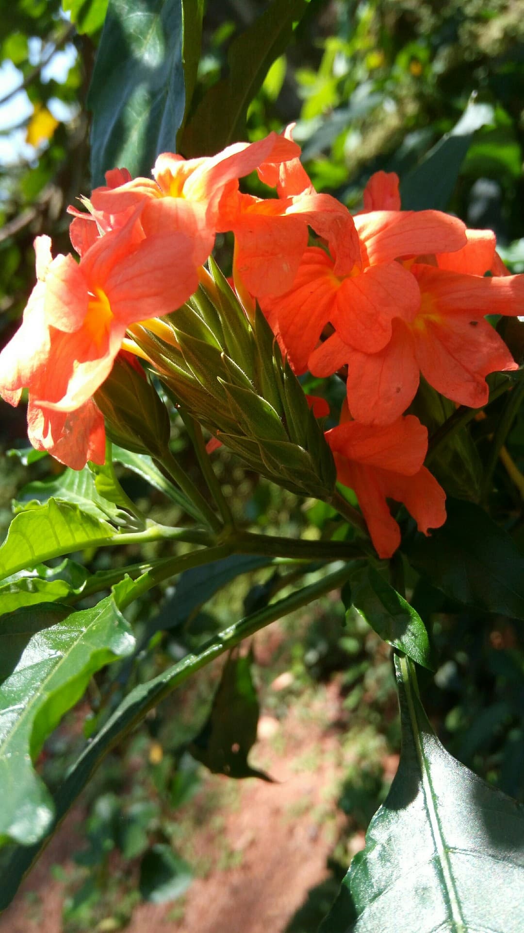 flowers