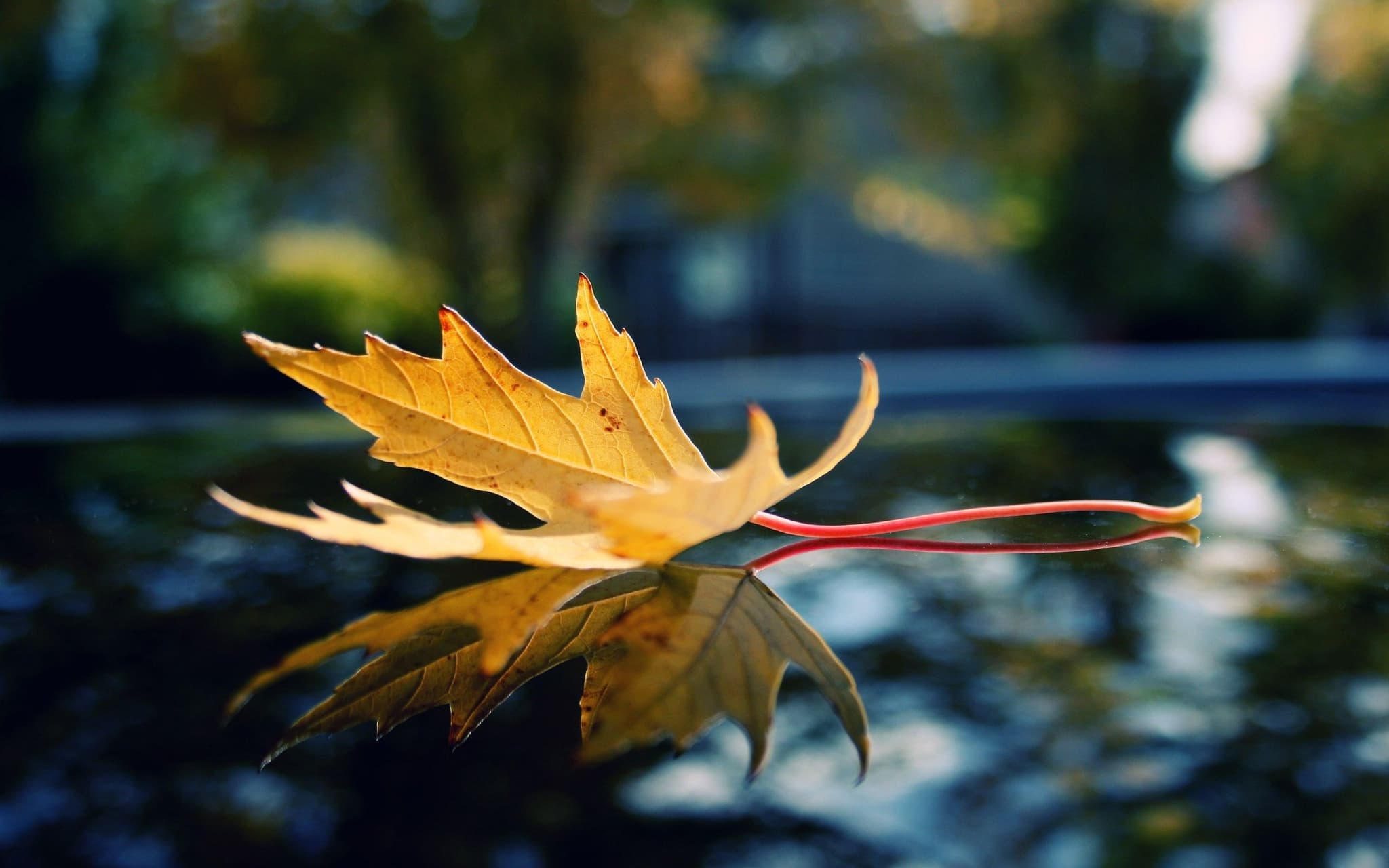 Leaf | NATURE