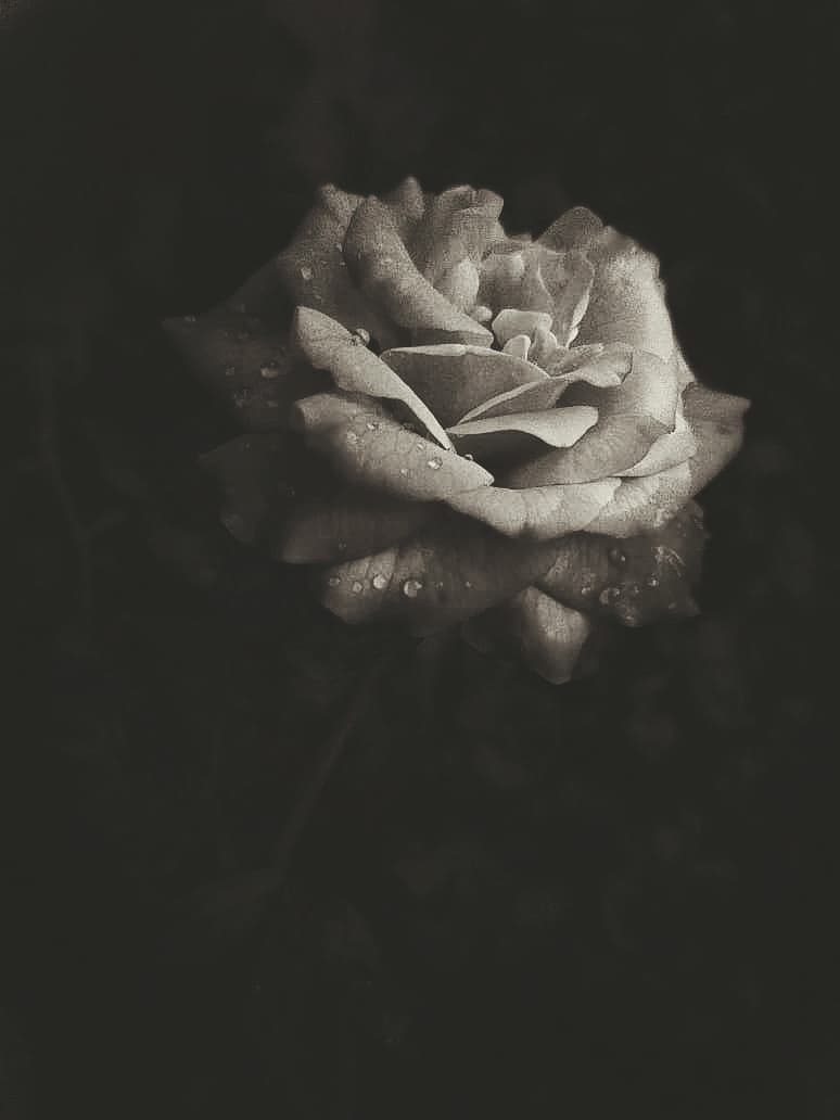 a rose