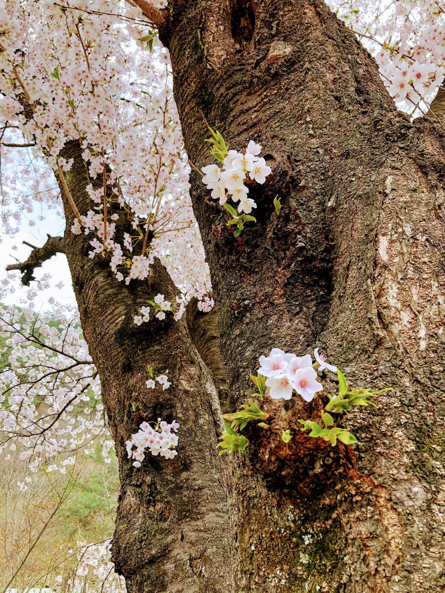 cherryblossoms