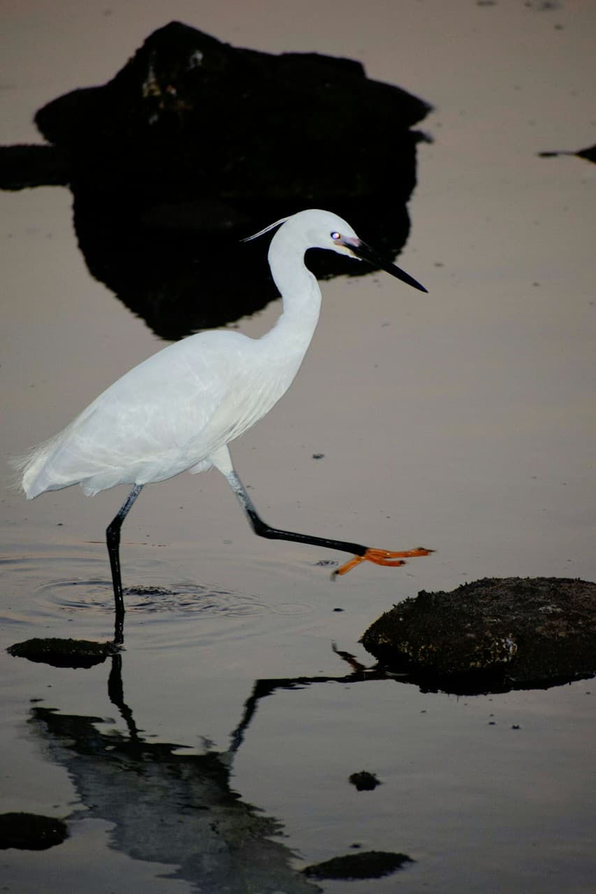 White Heron.