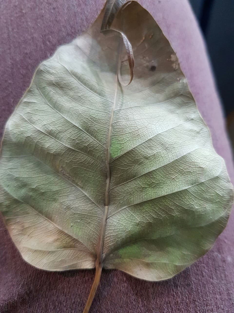 leaf