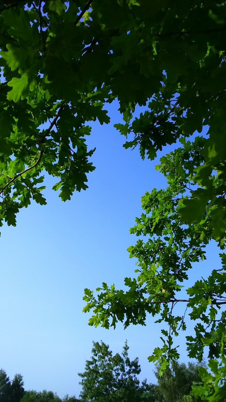 dąb