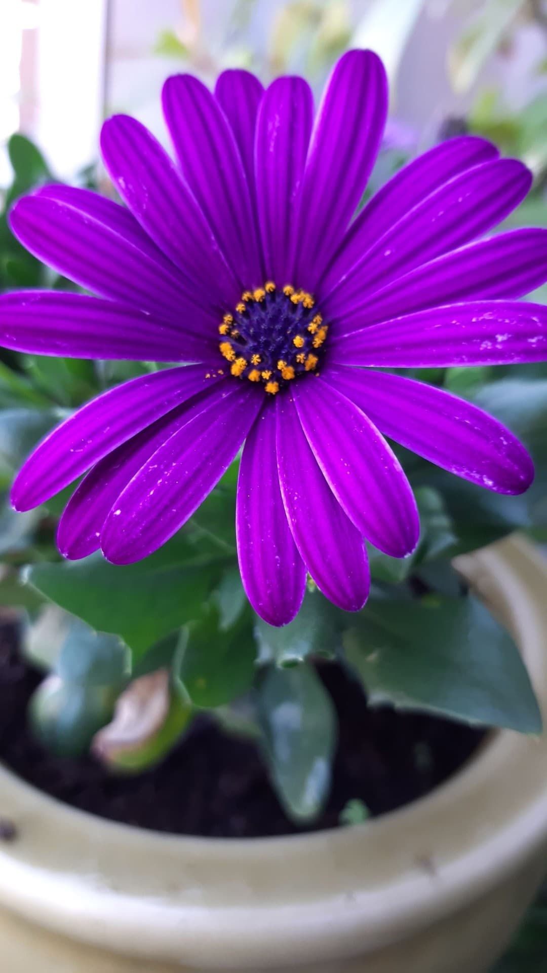 fleur