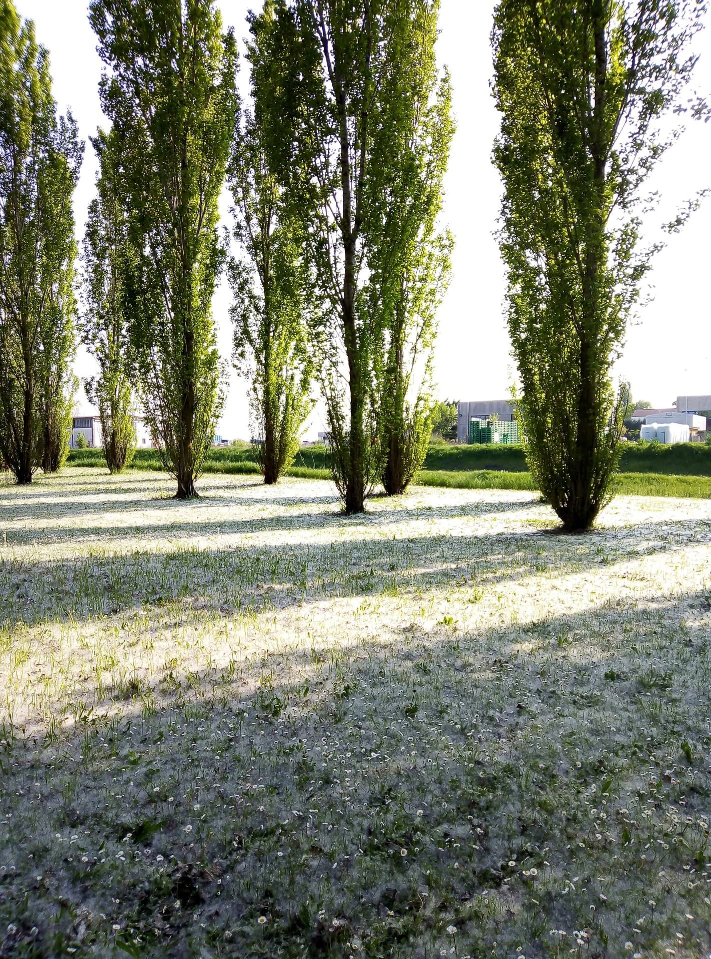 The Spring