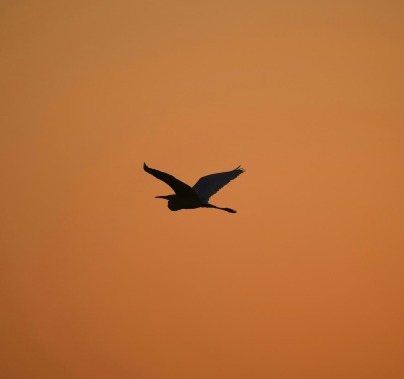 flying heron!!