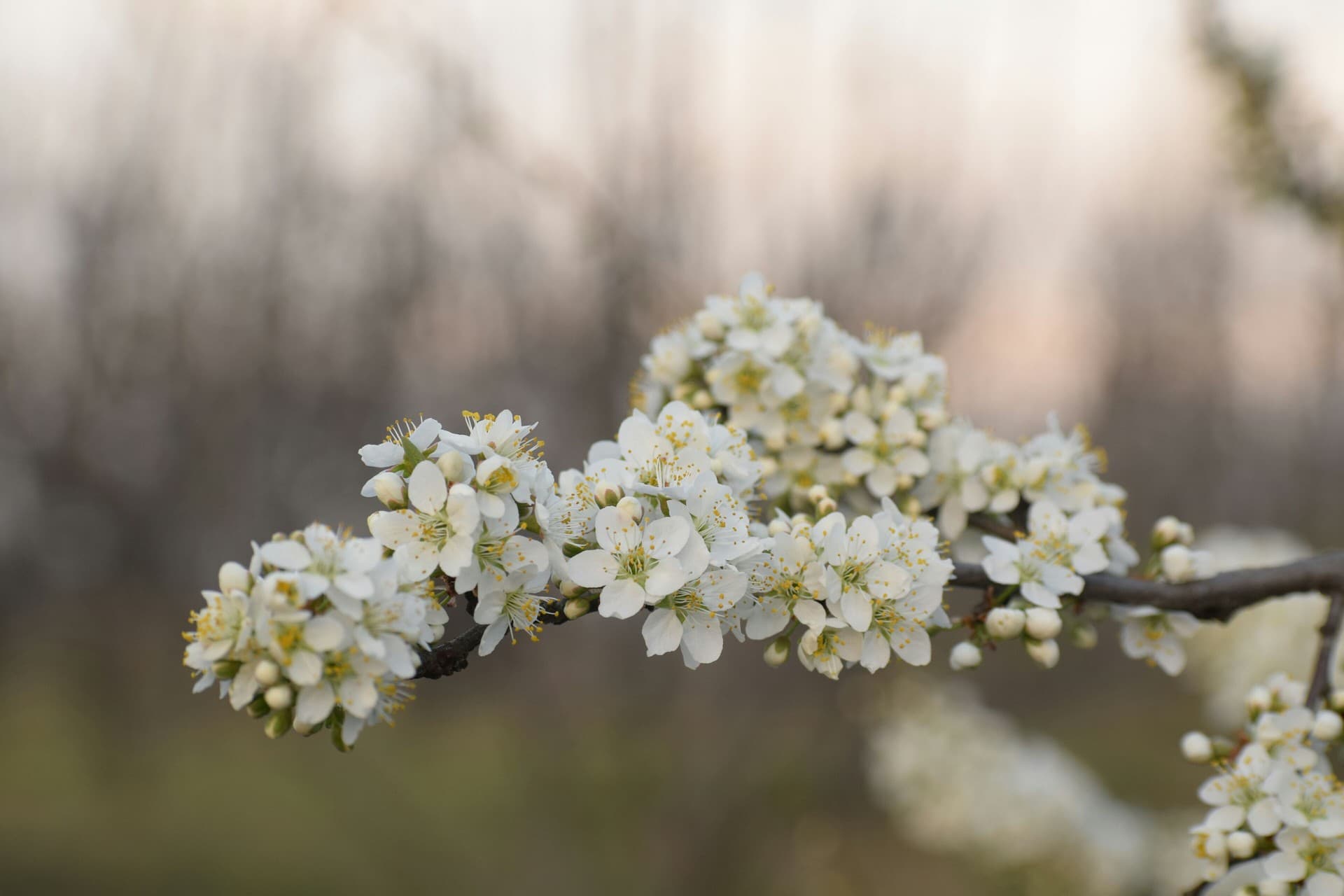 spring