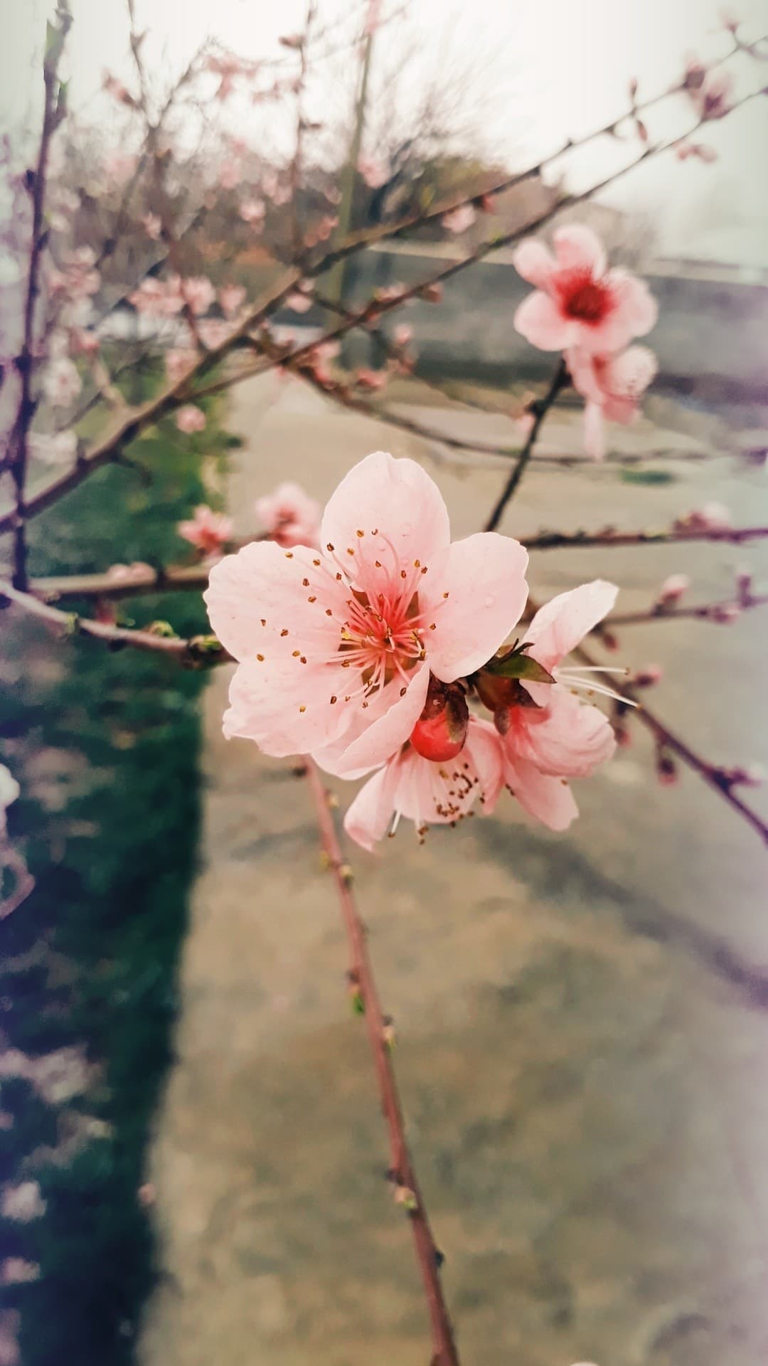 Spring