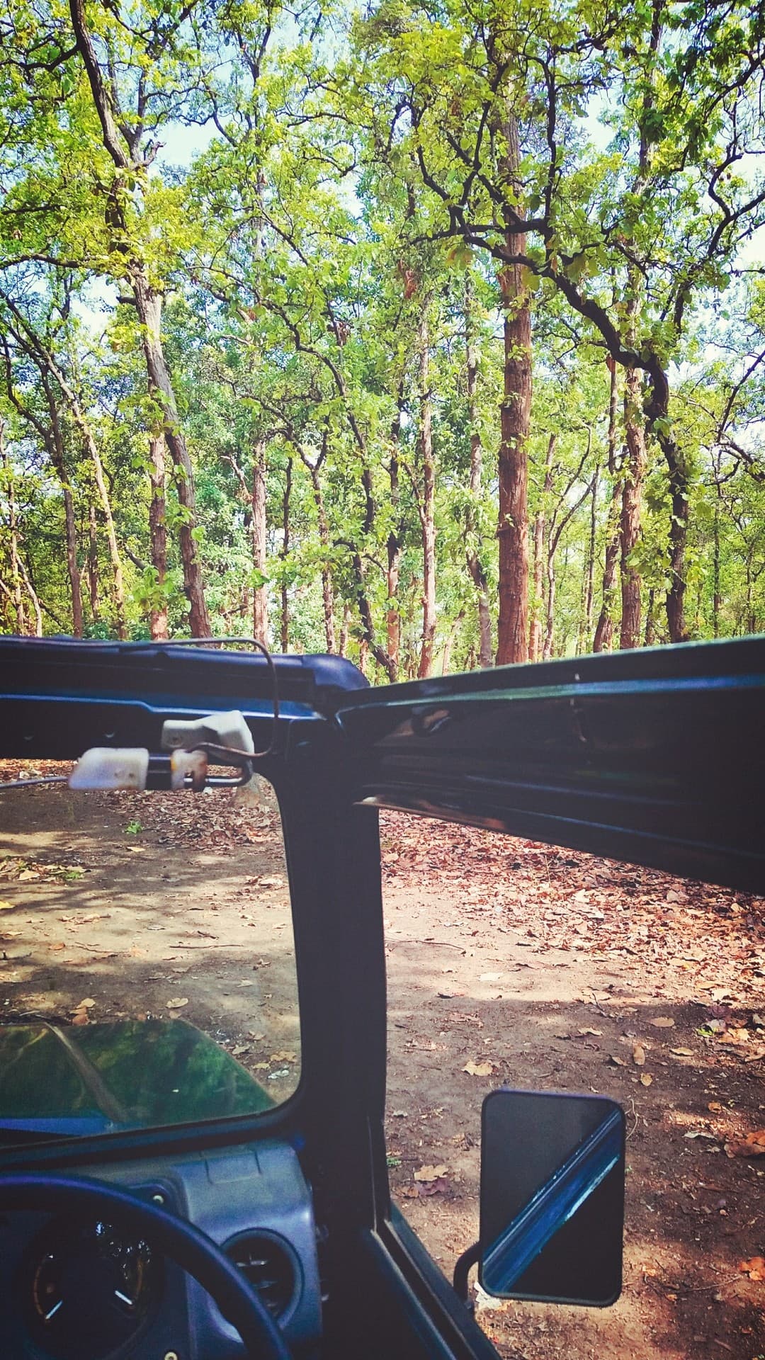 forest gypsy
