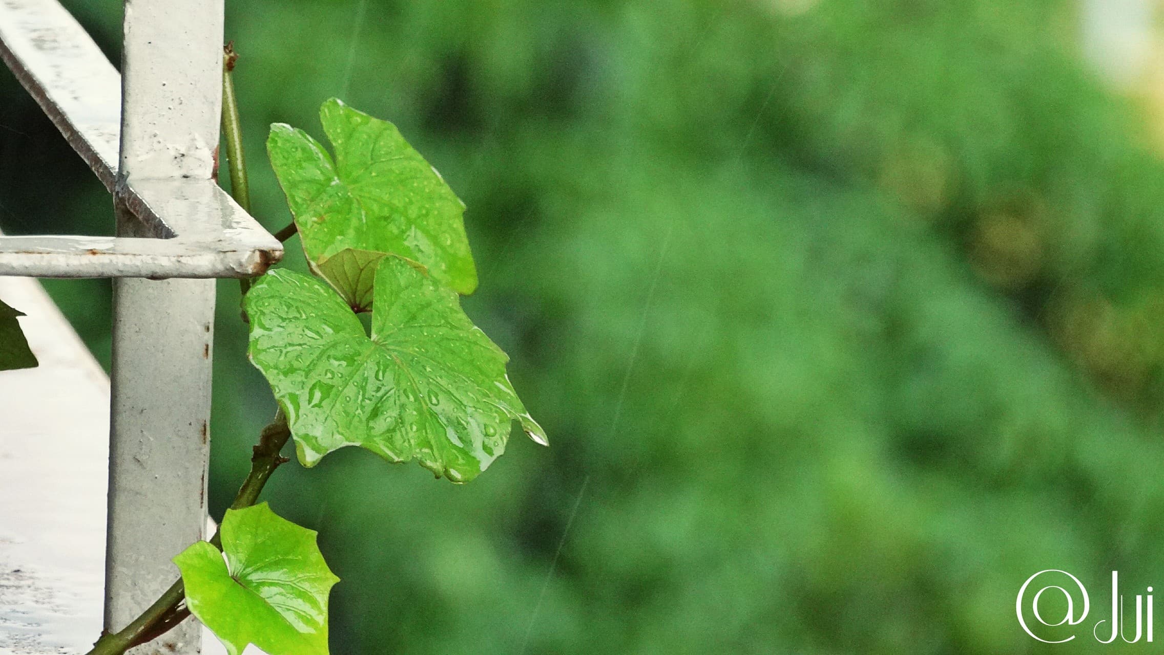 Rain Beauty
