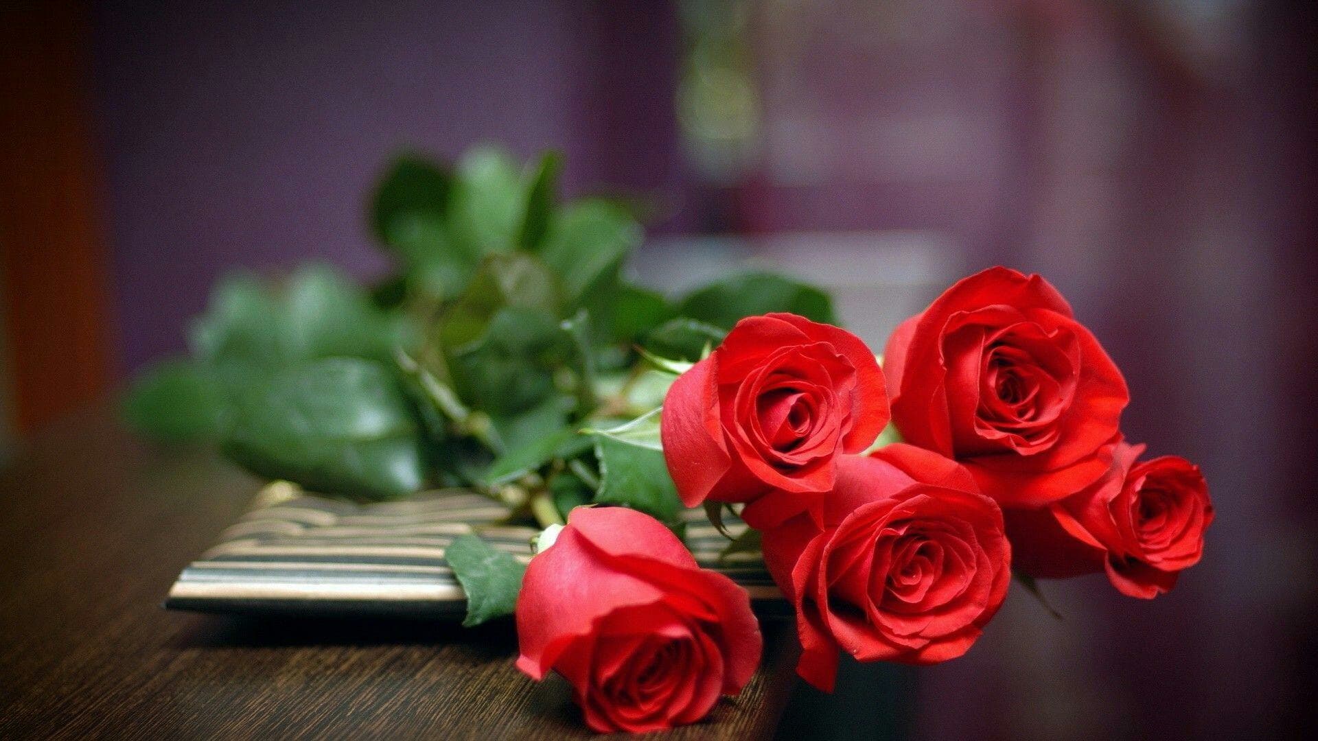Flower rose