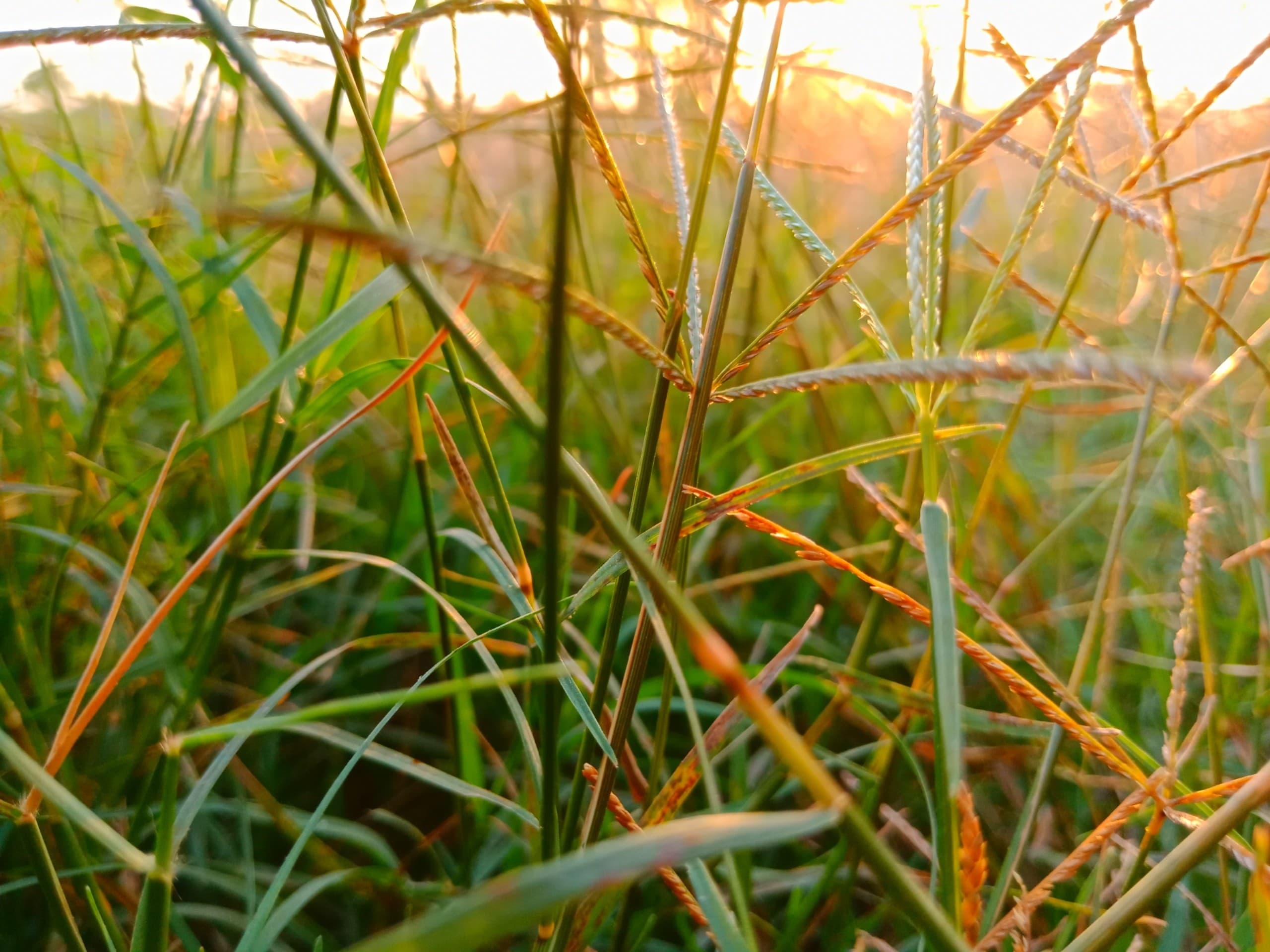 Grass