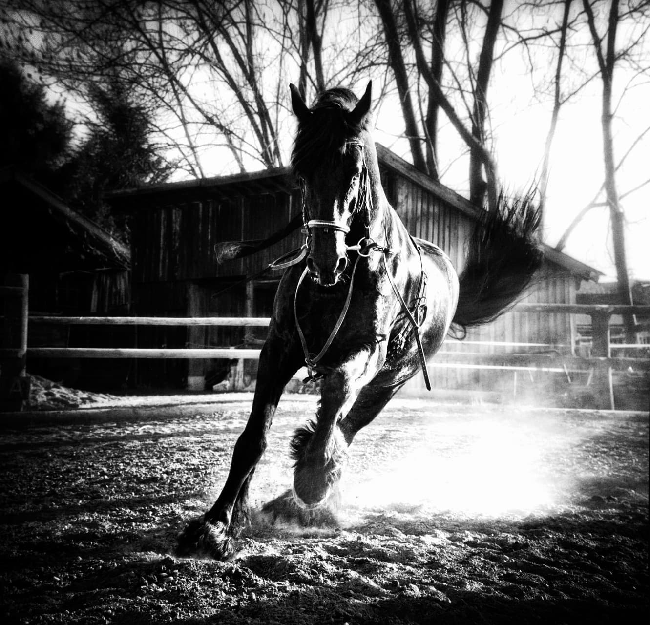 horse of the shadow
