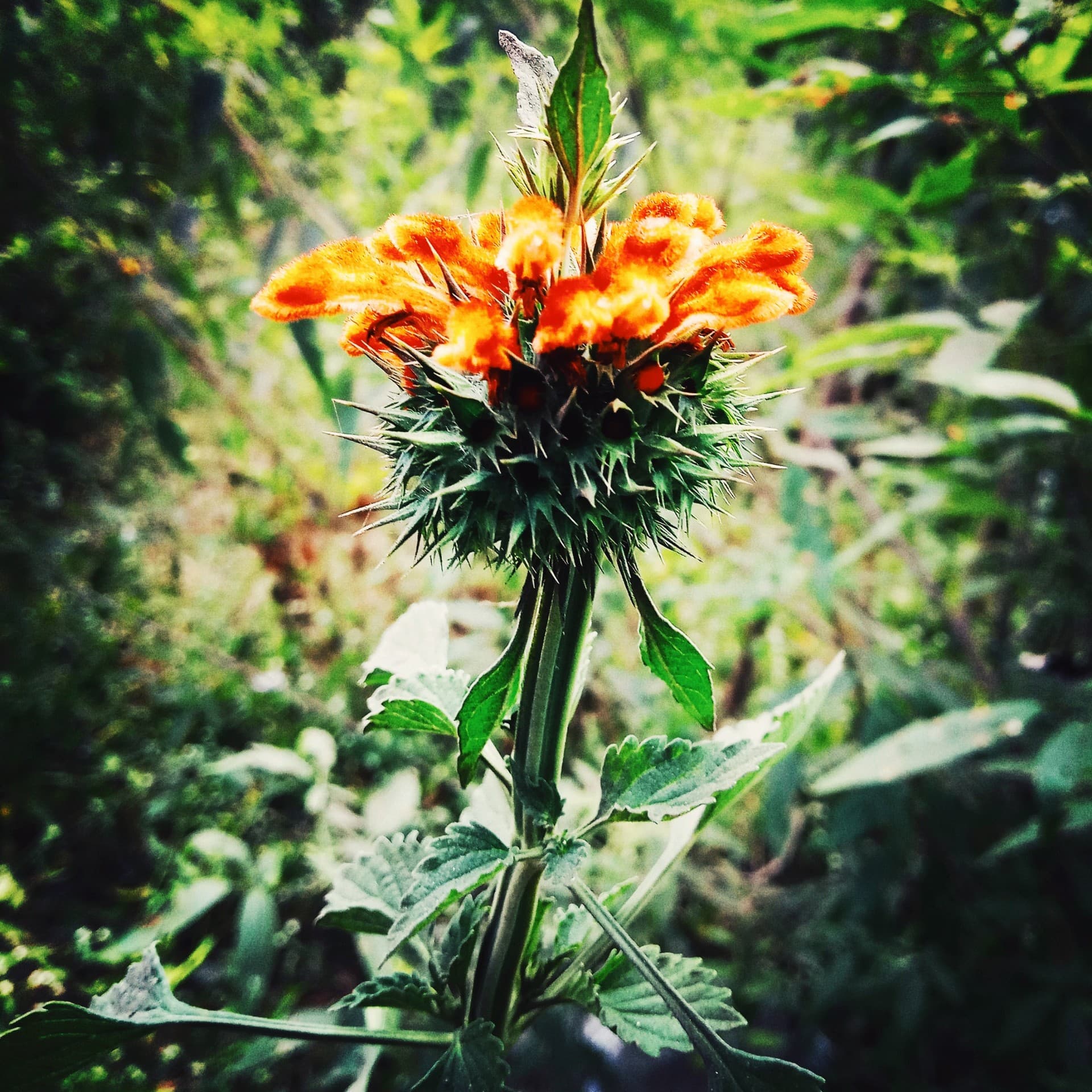 flower