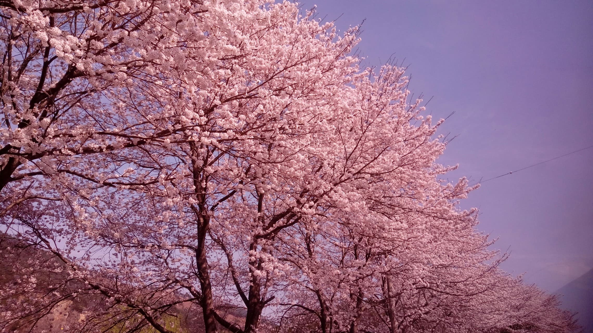 벚꽃 풍경