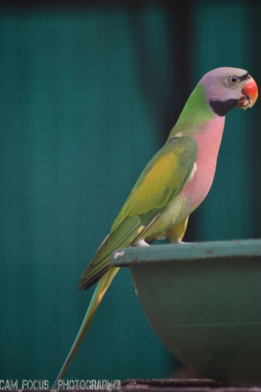 militry parrot.