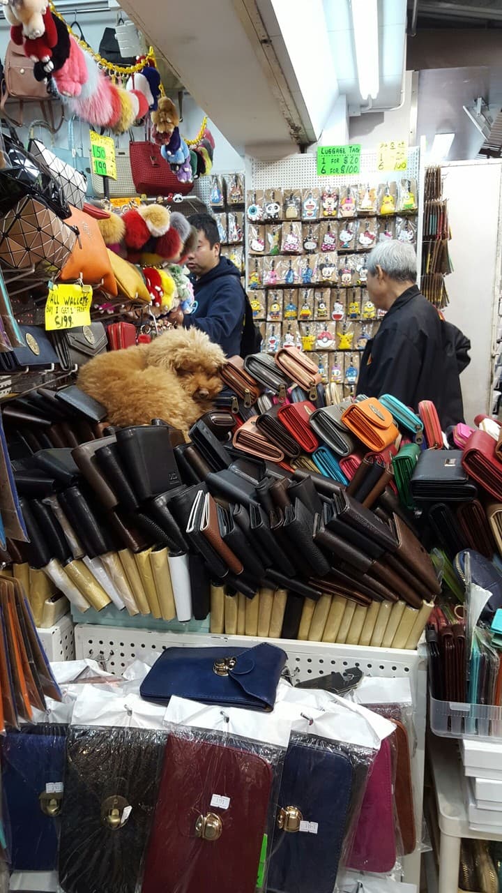Dog in Purses