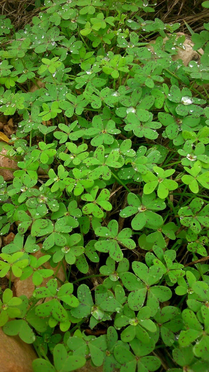 tréboles silvestres