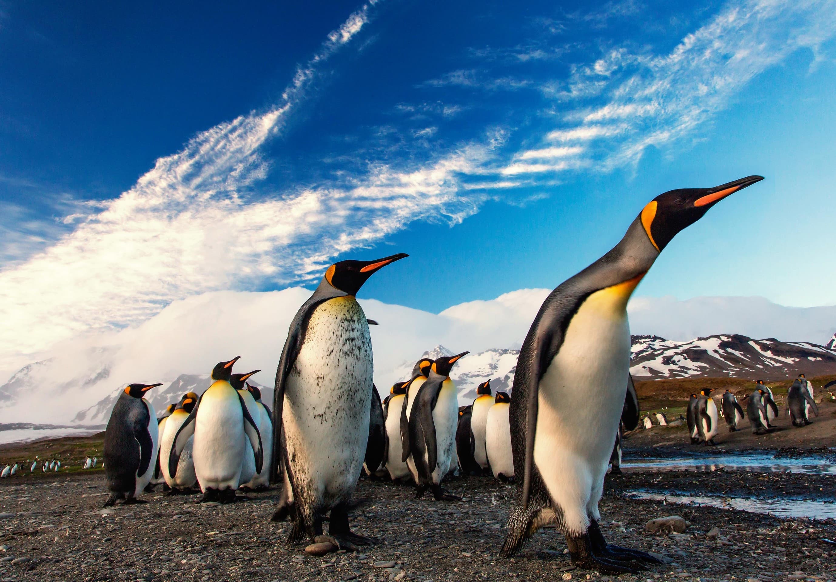 penquin