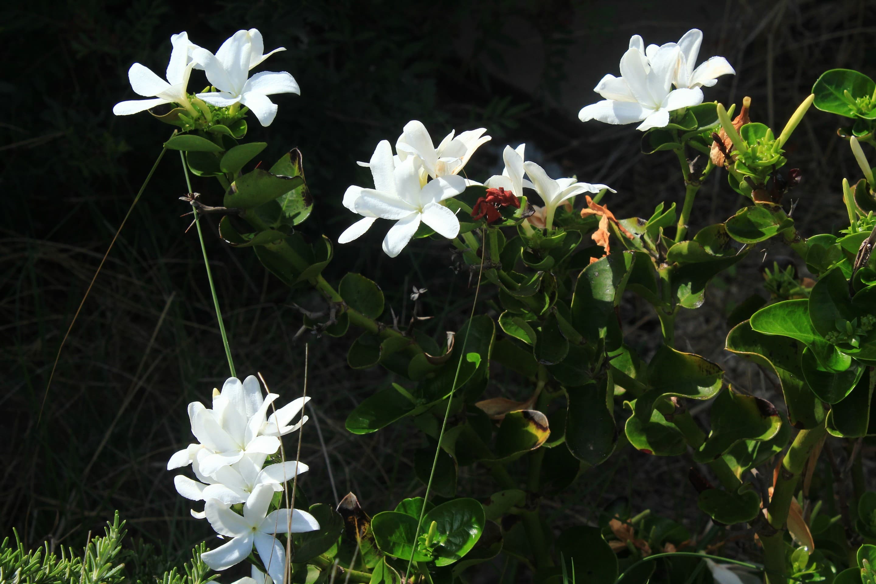 White Flower