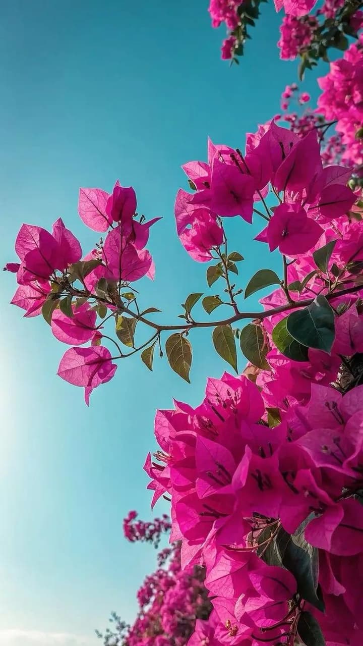 핑크, 자주색 배경화면