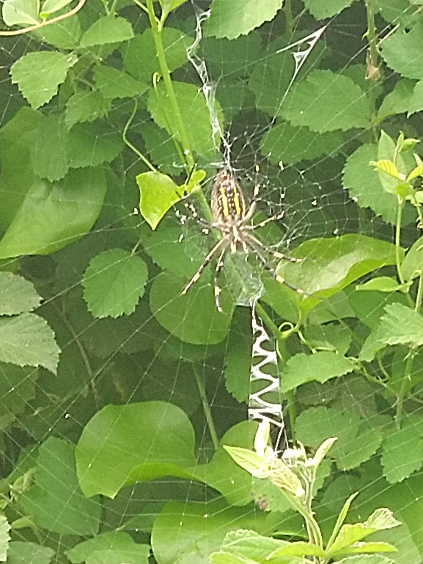 Spider