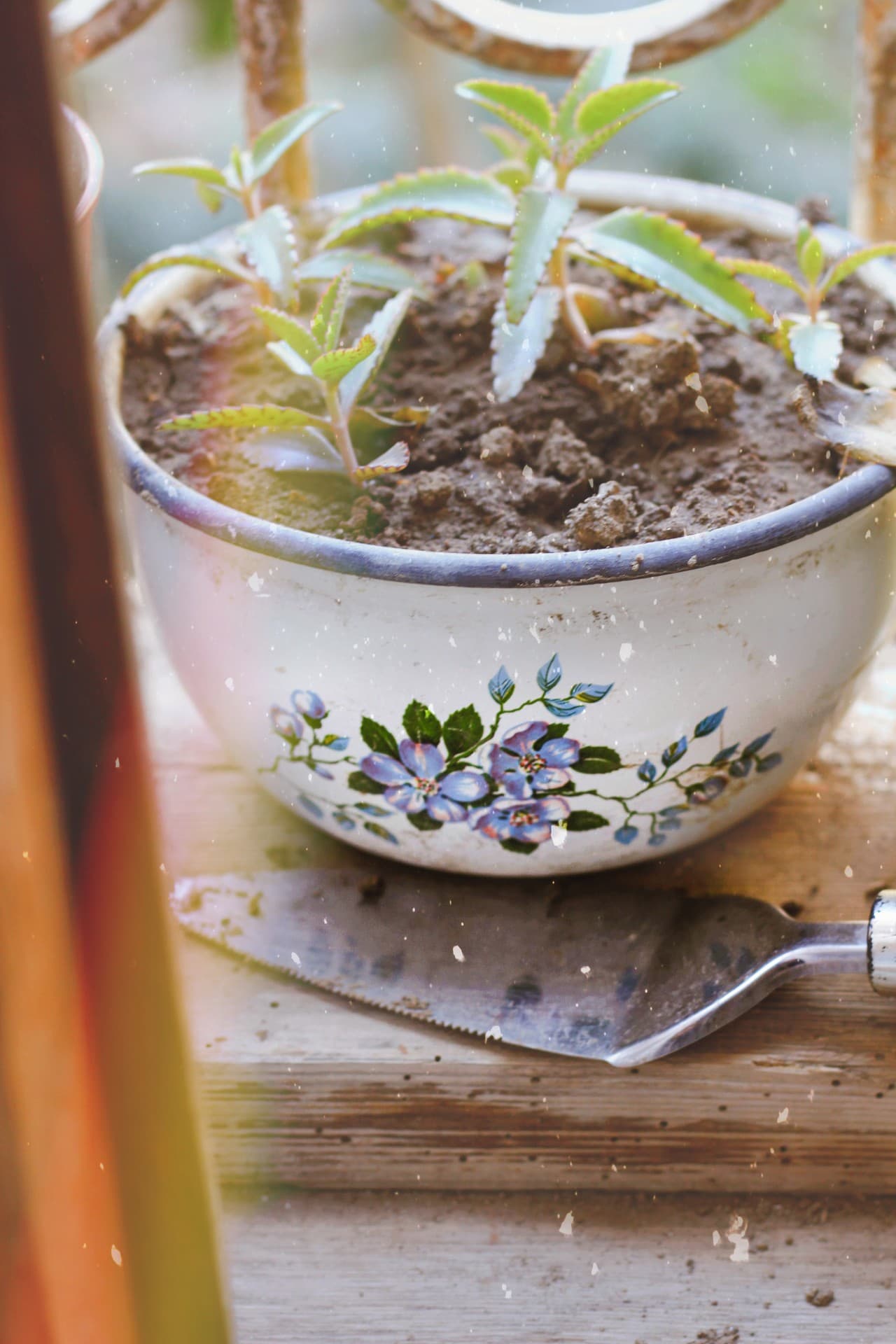 vintage photoes and spring...its a good idea