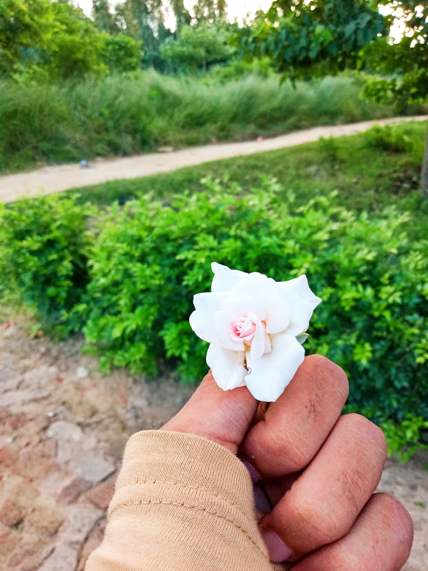 Rose