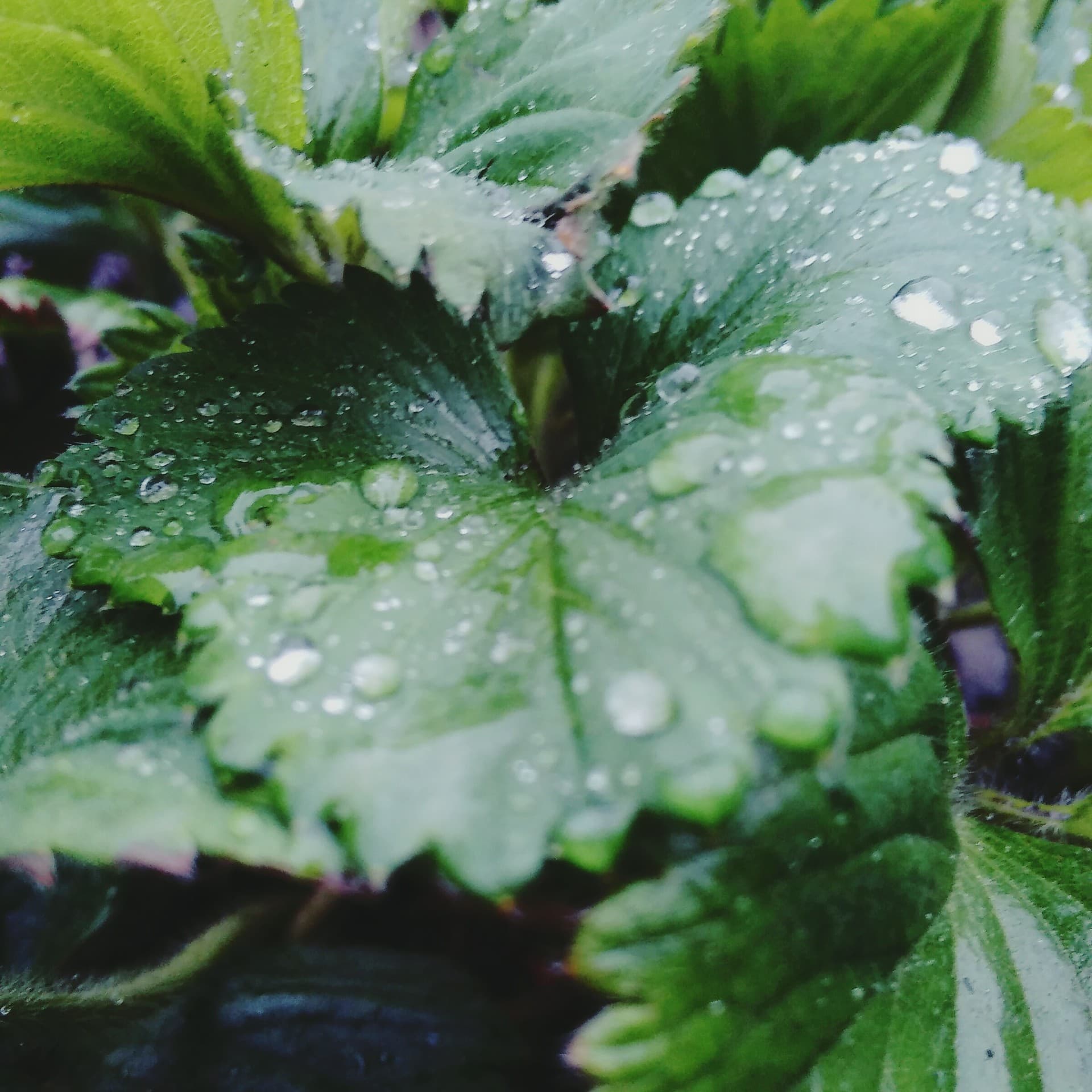 strawberry