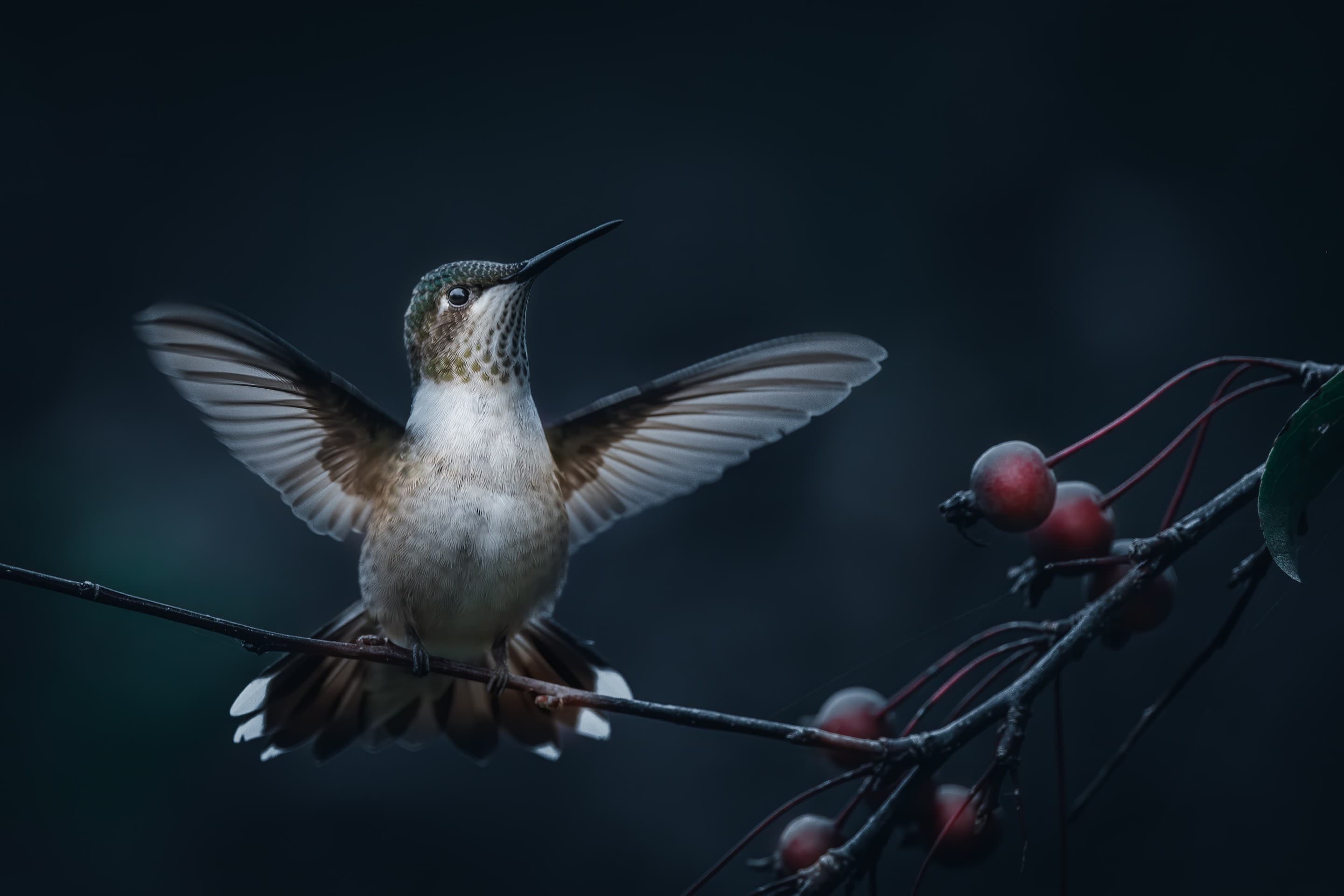 humming bird