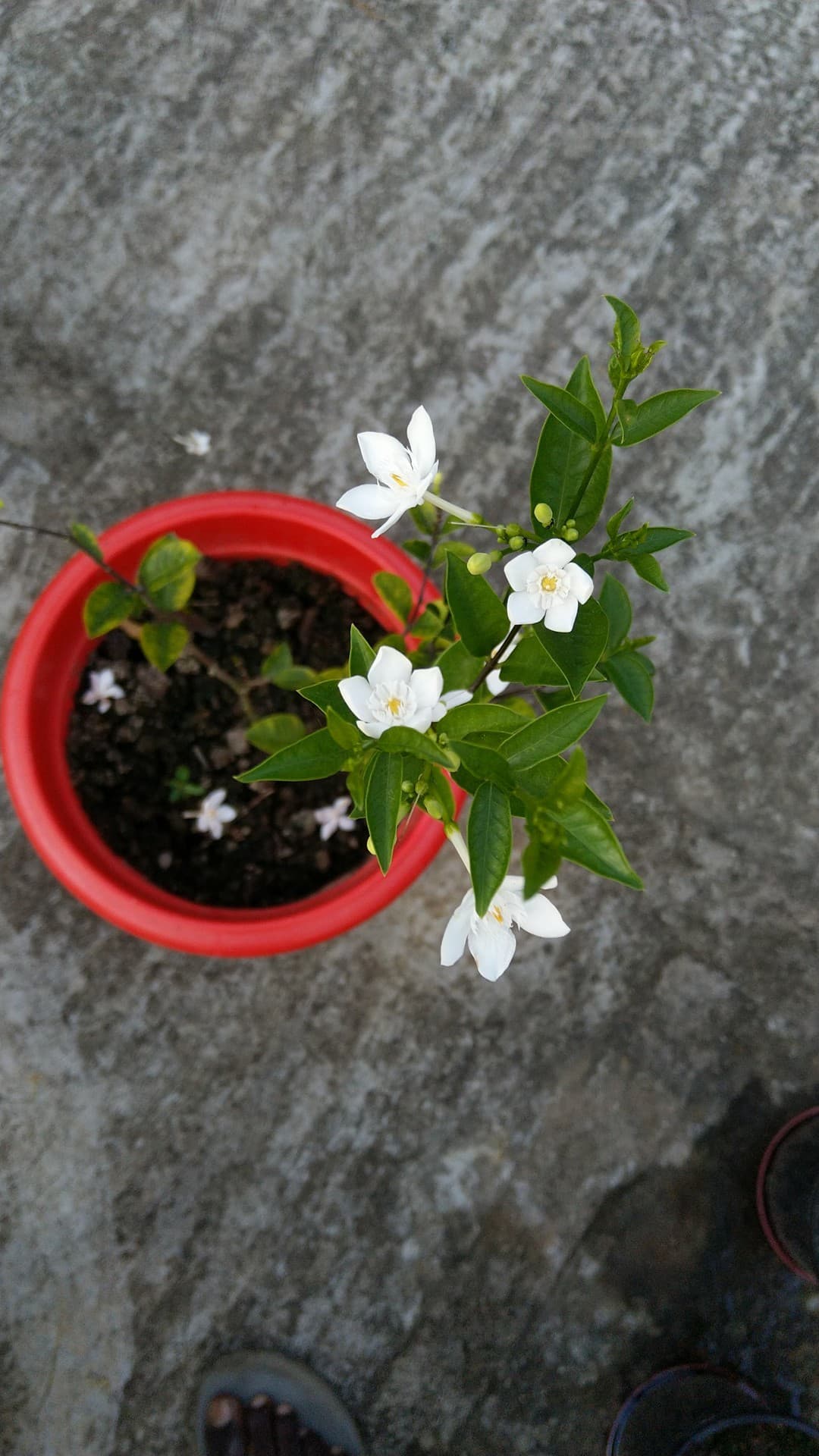 white flower