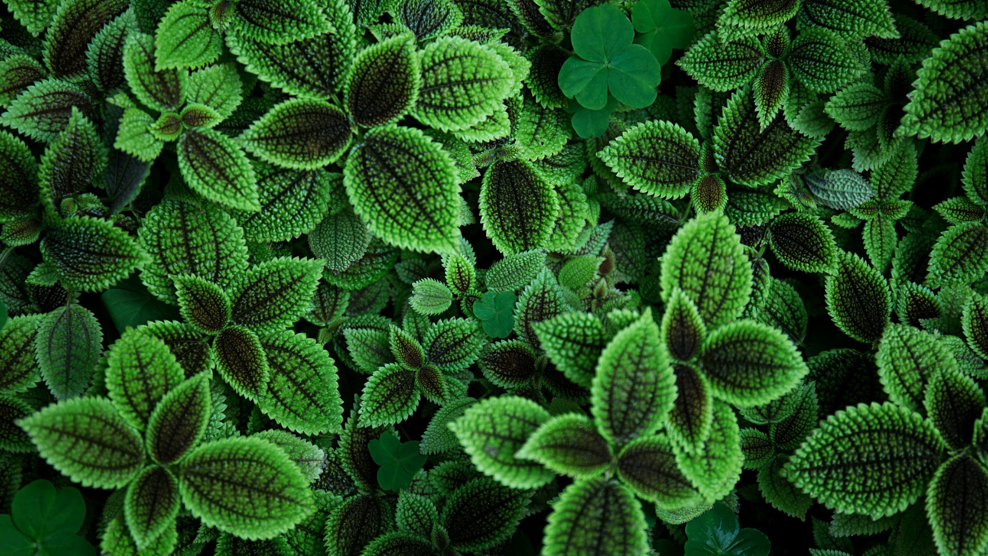 Green leaves