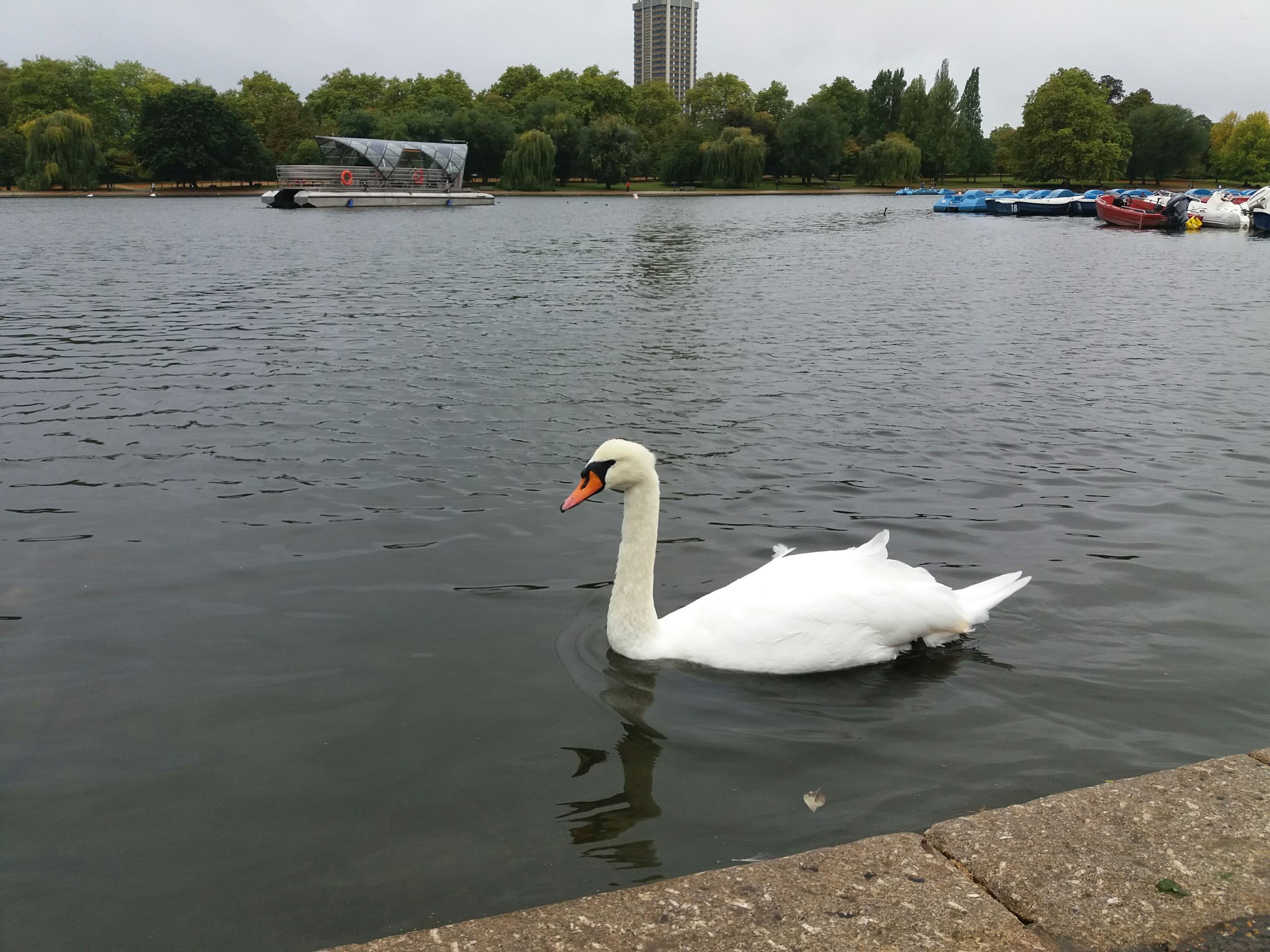 swan