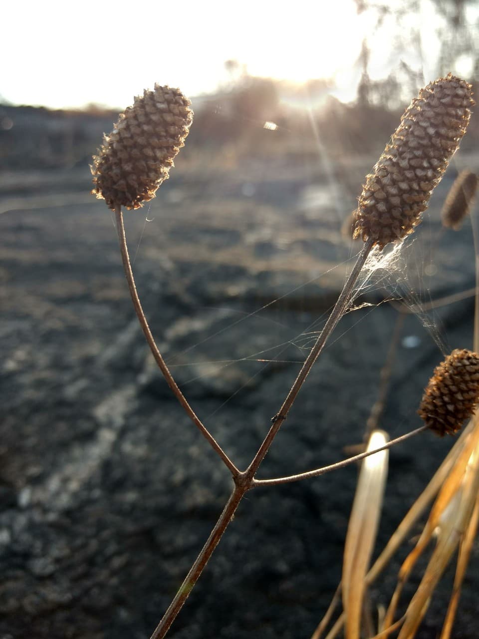 DAWN