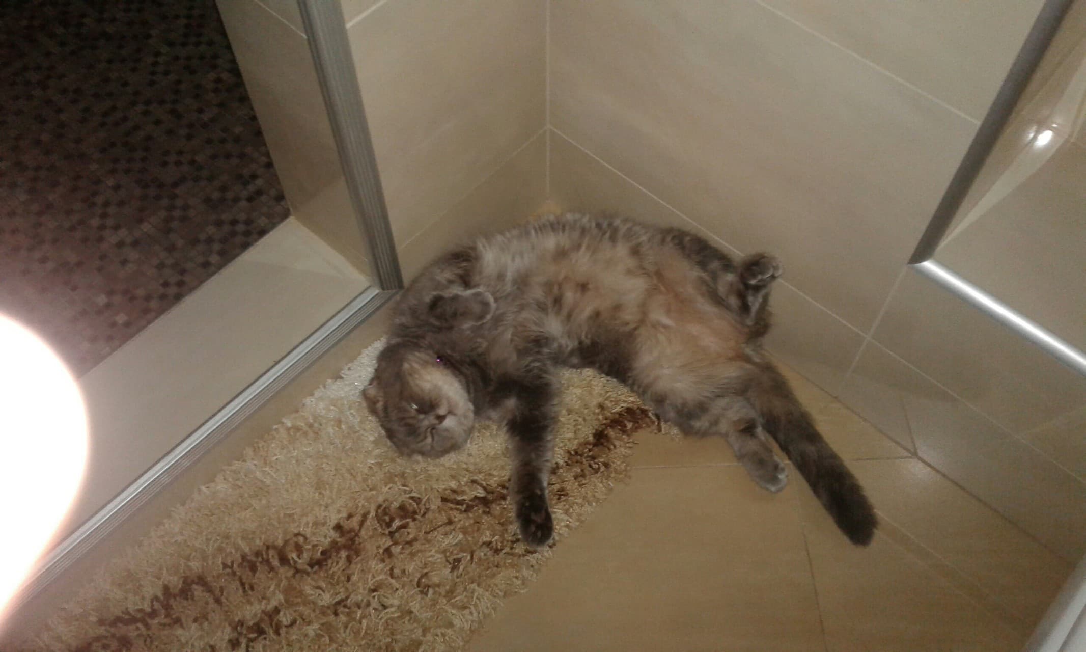 cat