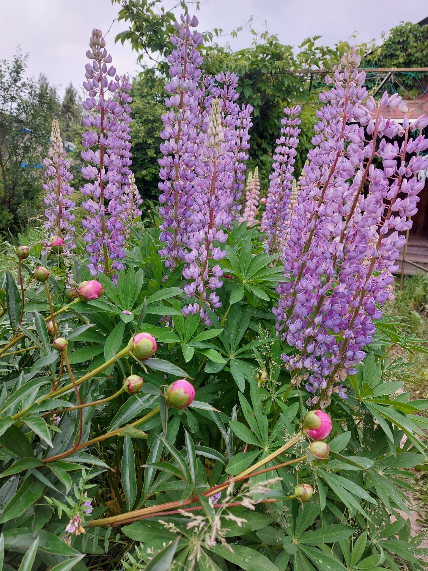 lupins