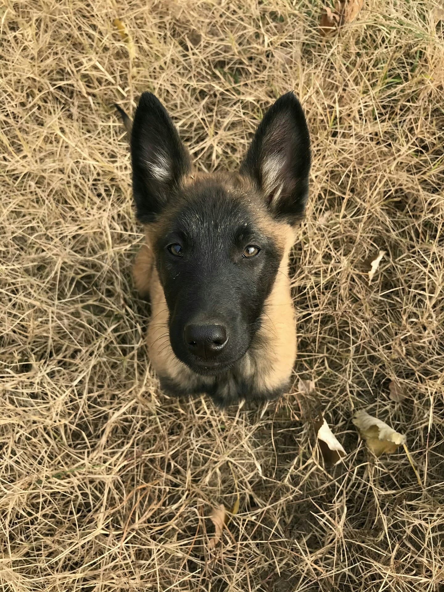 小狗