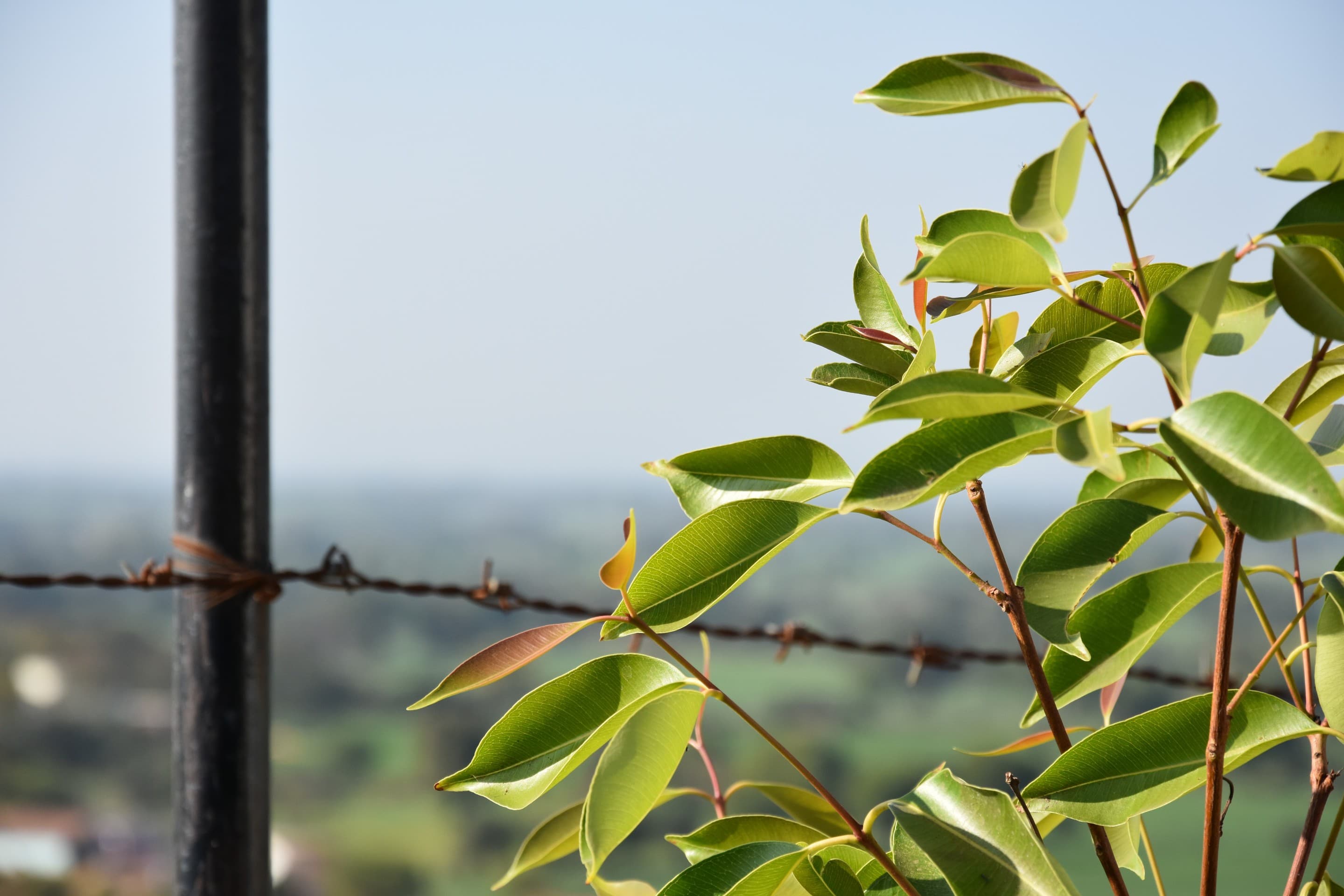 My Photography. . . Tree..l