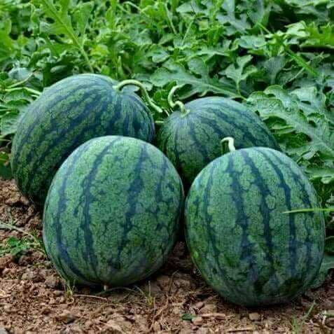 fruit