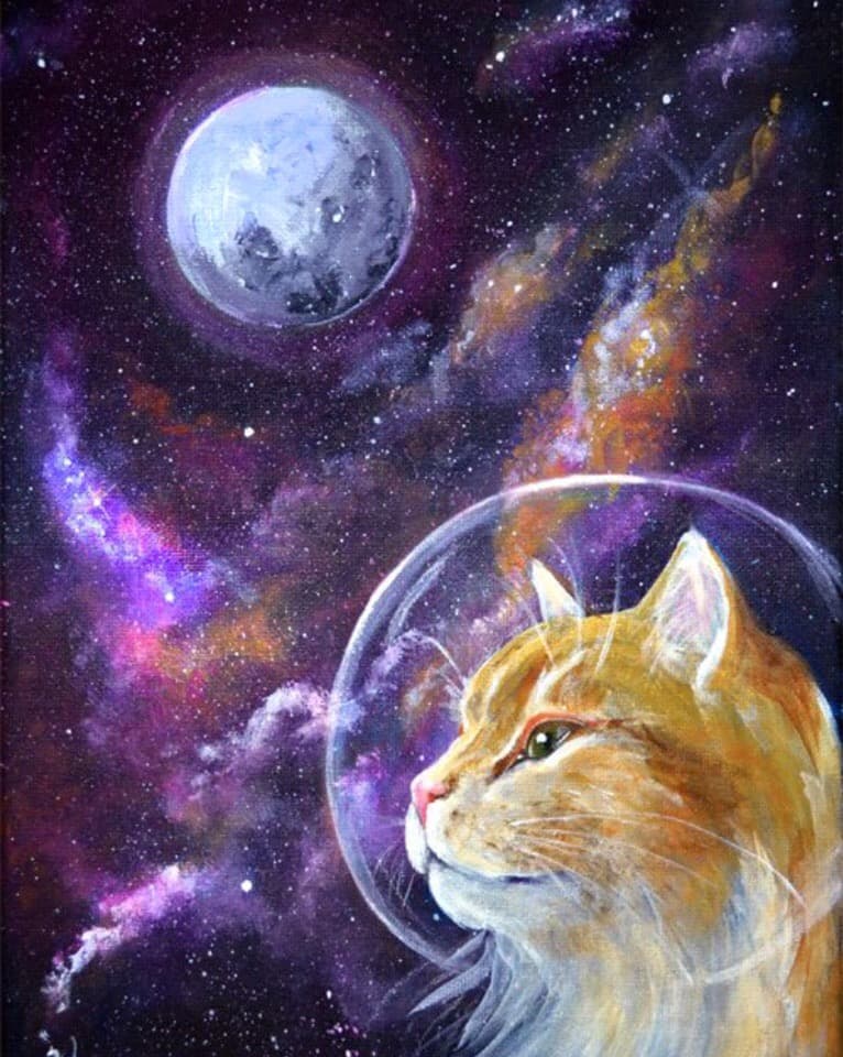 космос и кот
