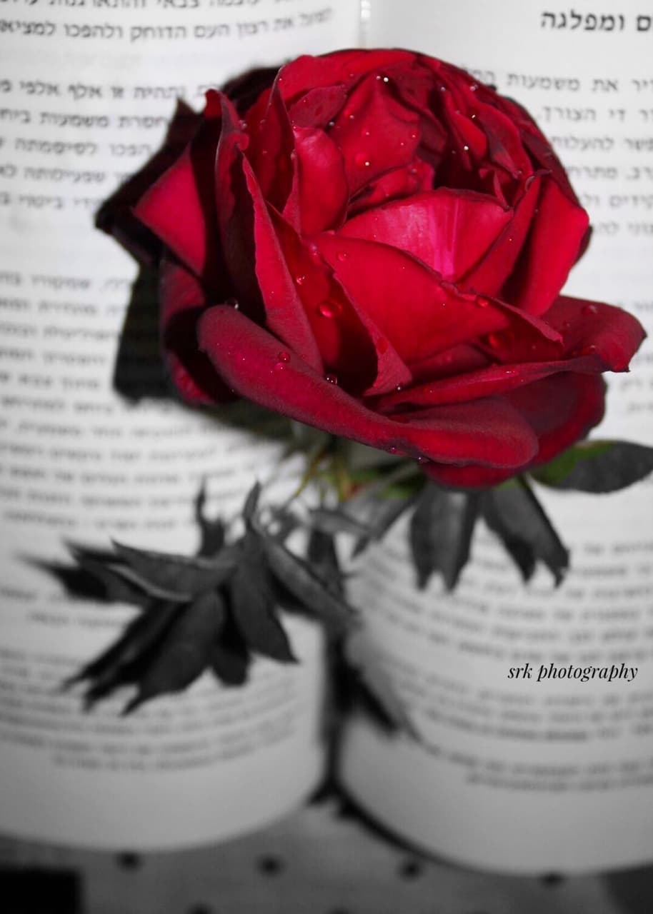 red rose