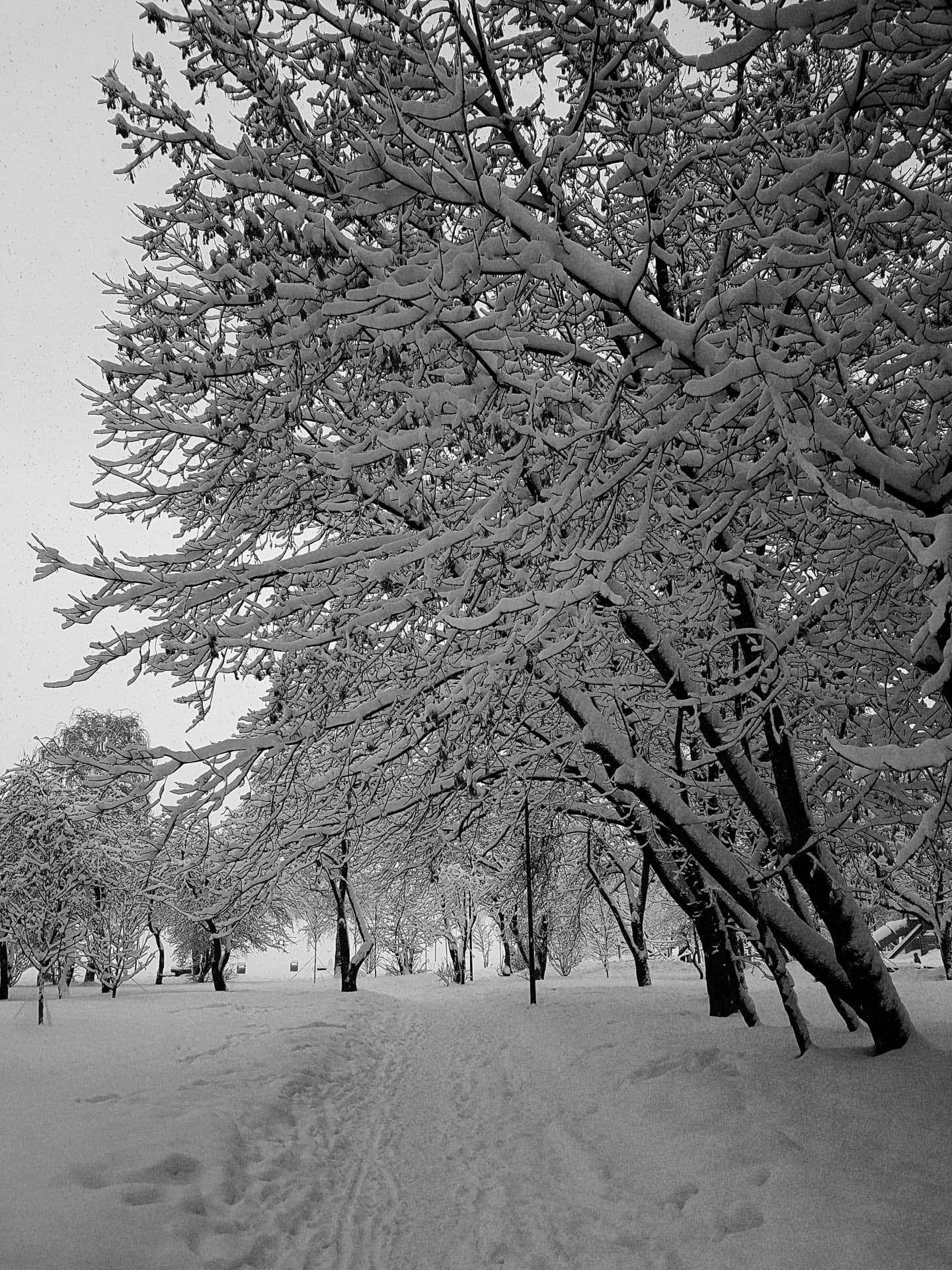 winter graphics