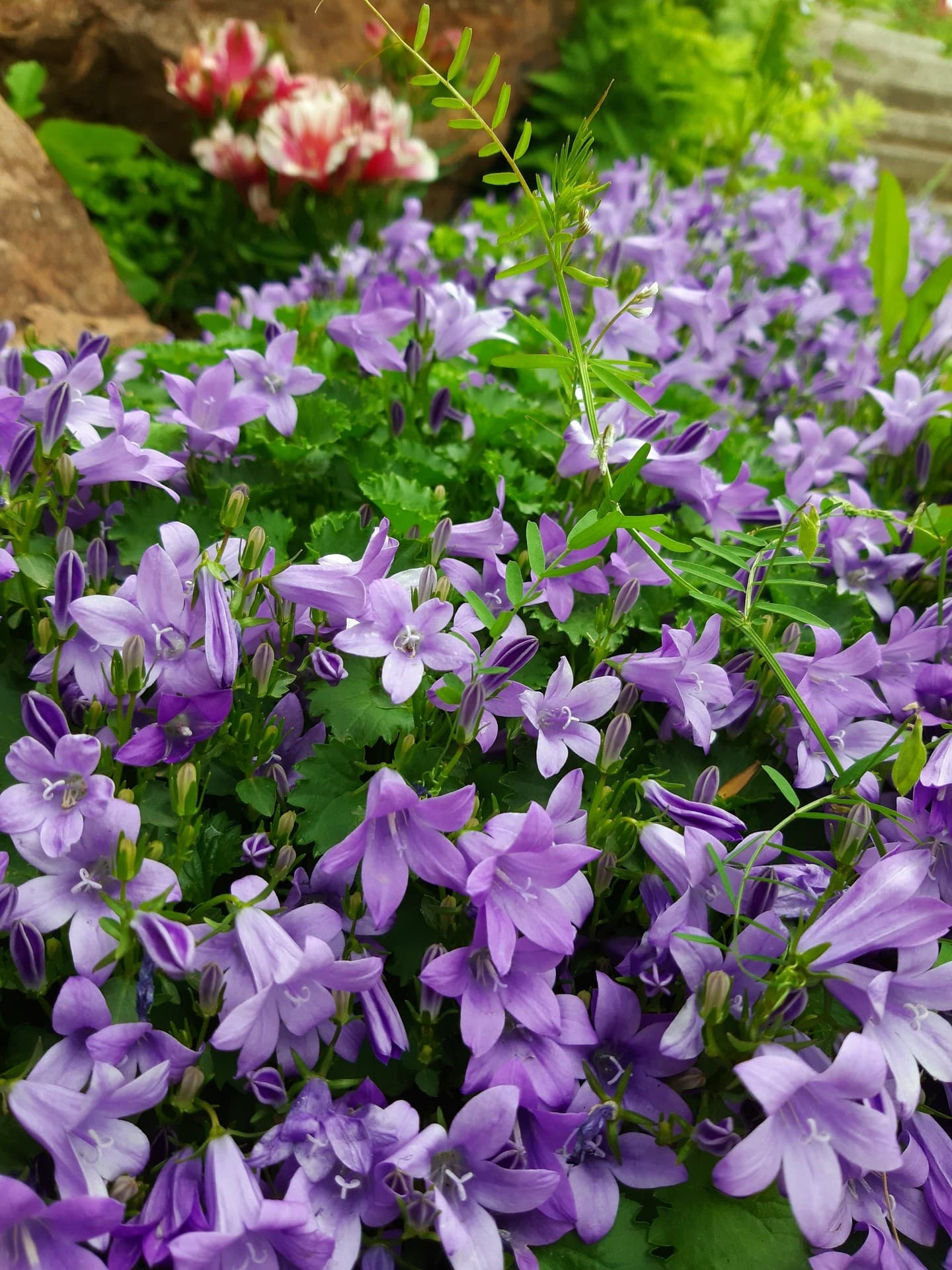 fleur