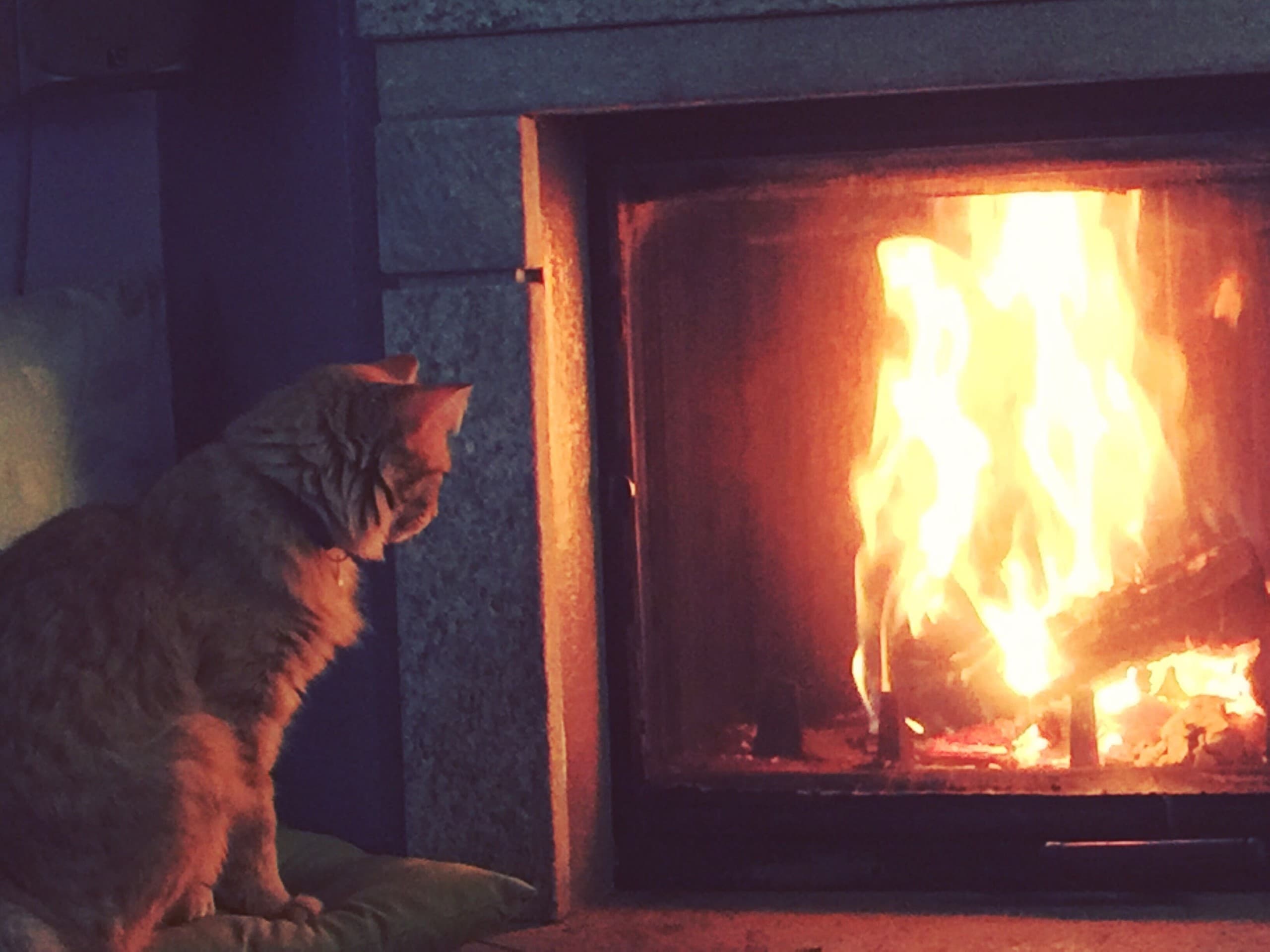 fire Flames Tora cat