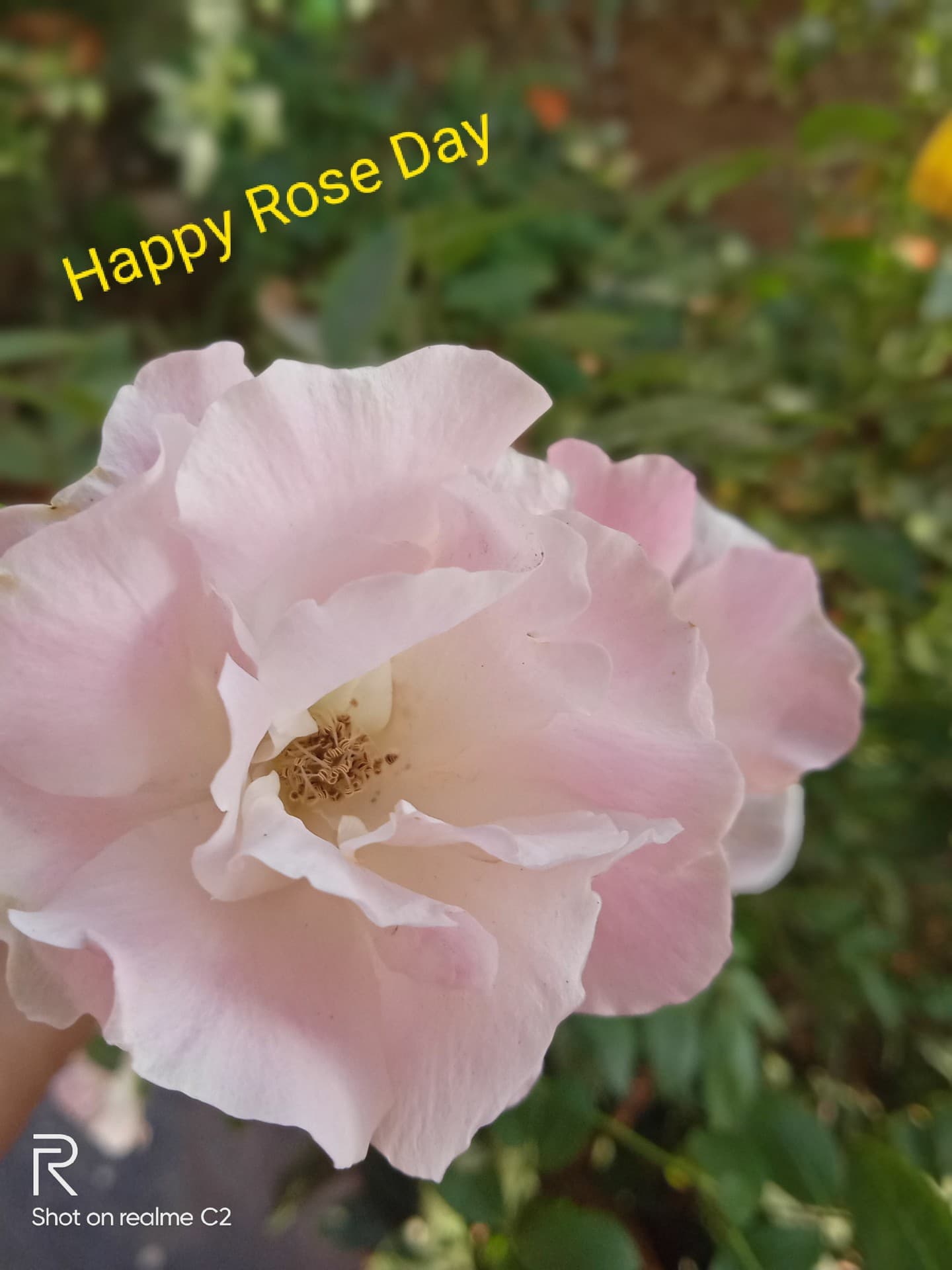 Rose day